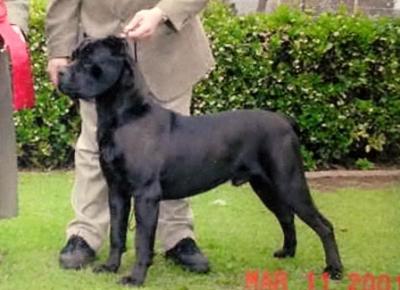 BEL MONTE ANGUS