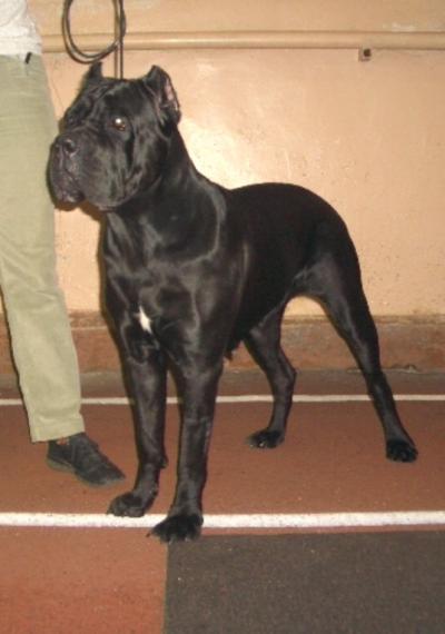 NOCHNOY DOZOR ZHANNA DARK