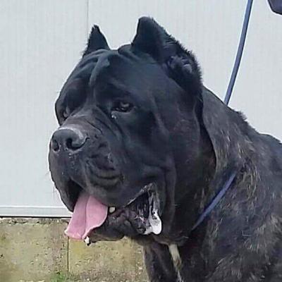 JANGO