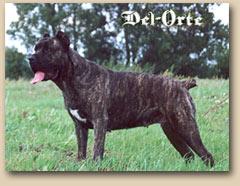 BROWN OMEGA I.R.STYSFAKCJA