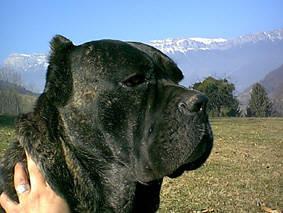 BRUNO