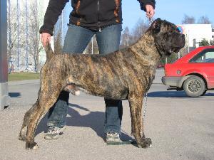 U'ROY DES CERBERES DE MILORD
