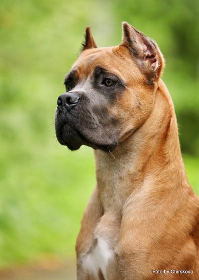 VITO