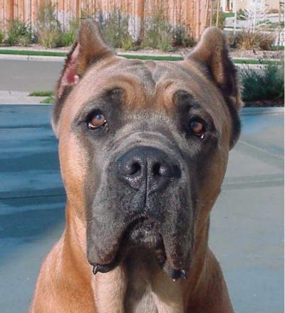 ROMEO