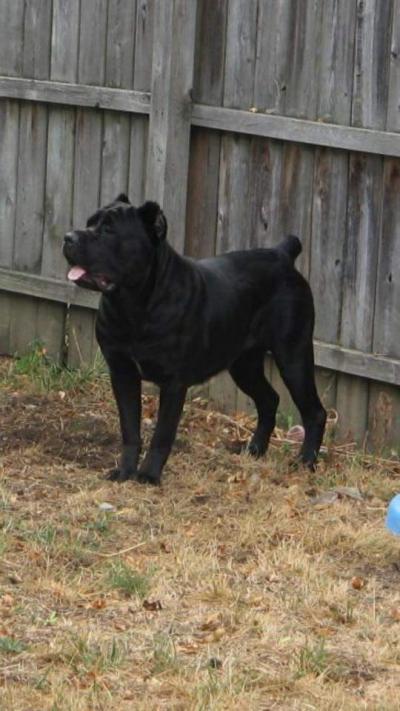 A-1'S BAUMS EBONY ATHENA