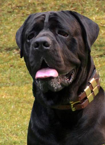 MAXIMUS