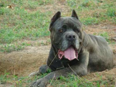 RIVALE'S CLAVO