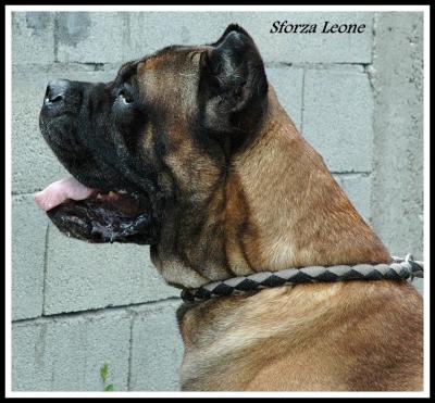 SFORZA LEONE