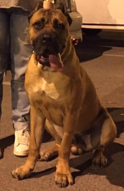 BYRON LAMBROU CANE CORSO TEAM