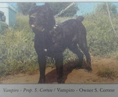 VAMPIRO