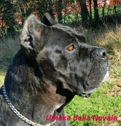 UMEKA DELLA NEVAIA
