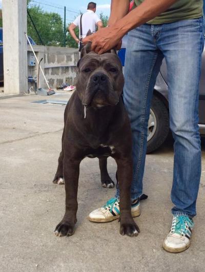 DRAGO DEL TARAS TARENTUM