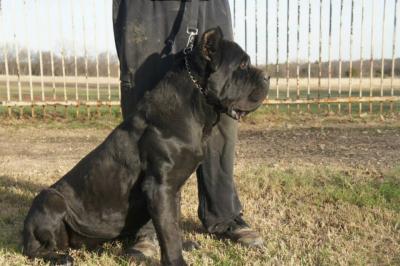 BLACK CORSO OF BAJER