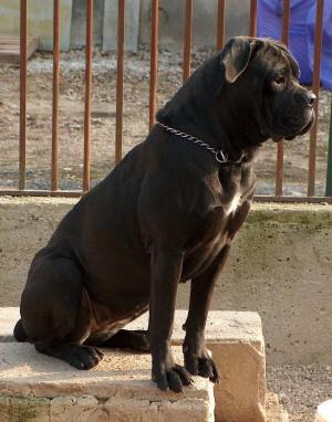 BEATRICE DEI SILVANBULL