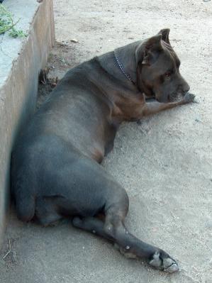 ALESSANDRA DEI SILVANBULL