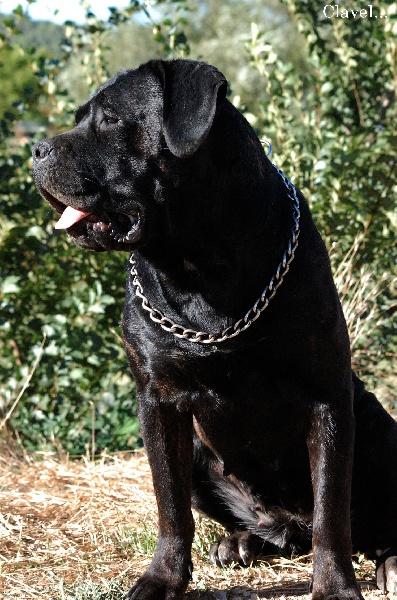 BIBBA LOU GARDIAN DELL'ANTICA APULIA