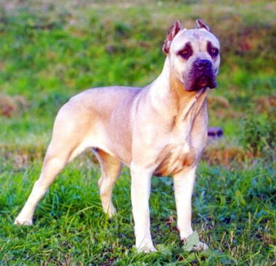 HEIDI
