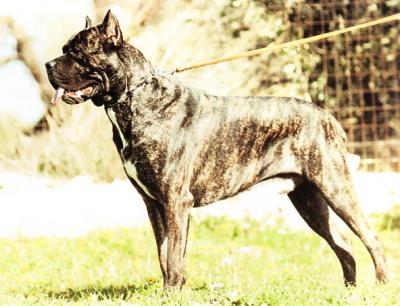 GRISO