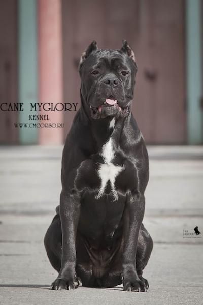 CANE MYGLORY VERONA