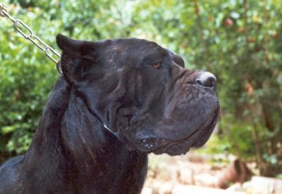 OMBRA