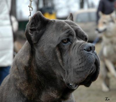ACHILLE DEL ROSSO MALPELO