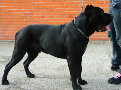 DARKO
