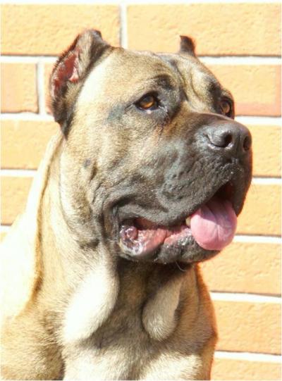 TAURO