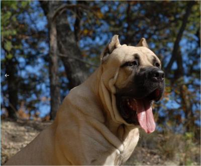 LUTHER