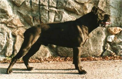 GLADIO