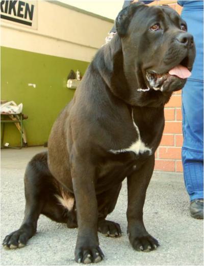 BRUTUS