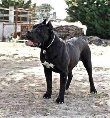 SULLANGRA DELL'ANTICO CERBERUS