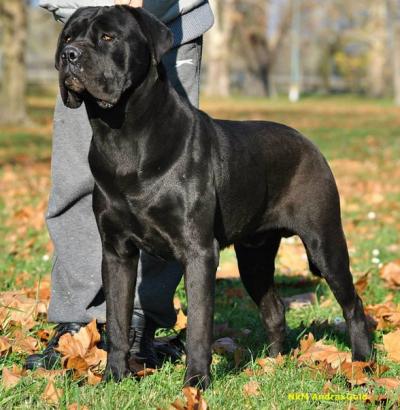 MORIARTY DELL'ANTICO CERBERUS