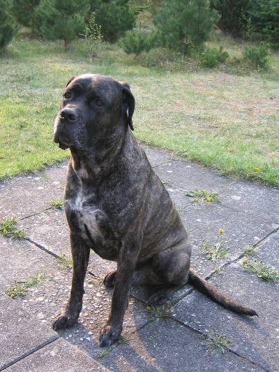 MOLOSSUS LEGEND'S DUCE