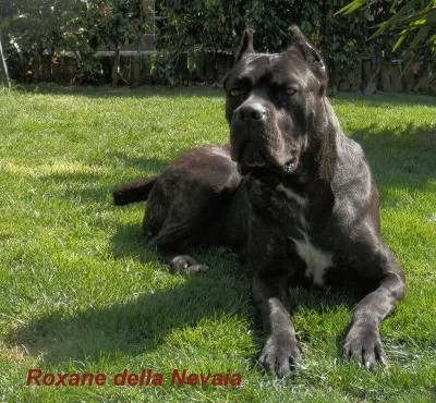 ROXANE DELLA NEVAIA