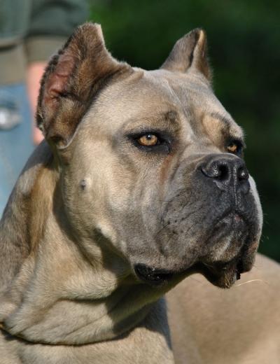 QUEPASION DELL'ANTICO CERBERUS