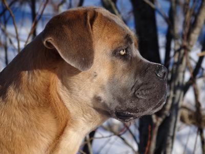 QUITEUNUSUAL DELL'ANTICO CERBERUS