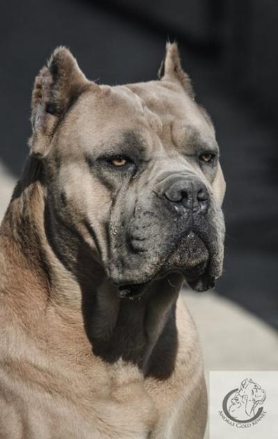 QUIKSILVERNKM DELL'ANTICO CERBERUS