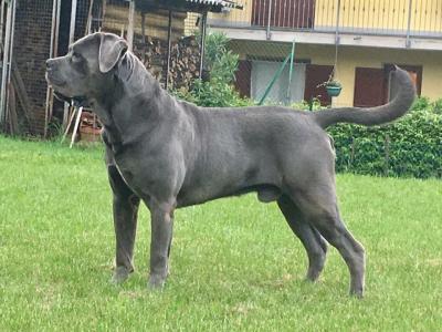 CONSERVAZIONECANECORSO DELL'ANTICO CERBERUS