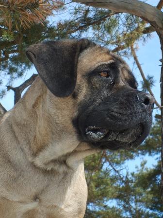 MOLOSSUS LEGEND'S LETIZIA