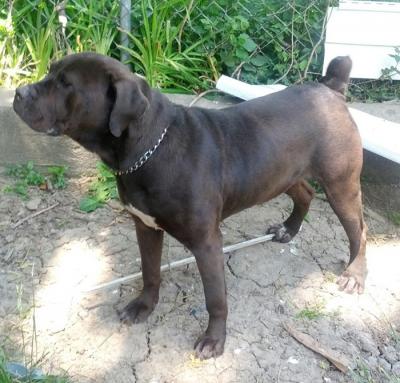 BRICK CITY'S COCO