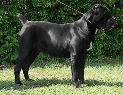 PERLANERA DELL'ANTICO CERBERUS
