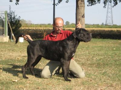 ULISSE DELL'ANTICO CERBERUS