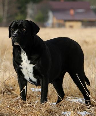 IOSONQUA' DELL'ANTICO CERBERUS