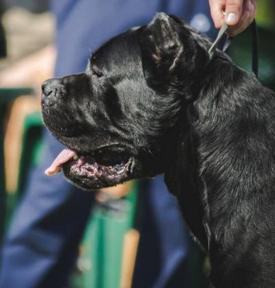 BENITO