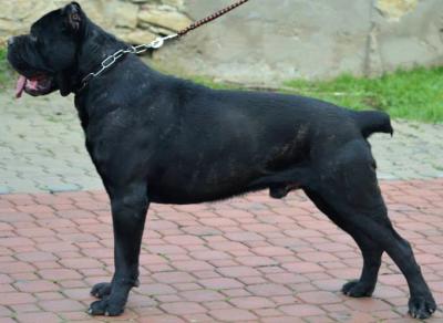 CHARM CORSO OF BAJER