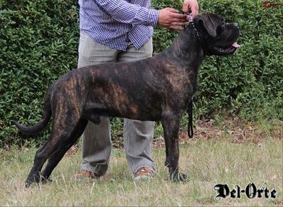 WINCHESTER DEL-ORTE ML