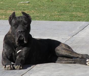 SIRIA (SOBERON)