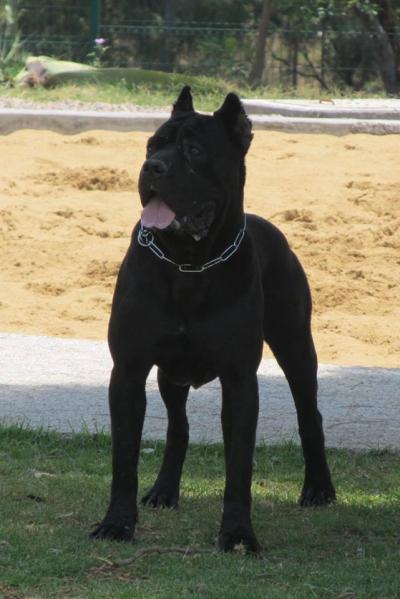 TOTI (SOBERON)