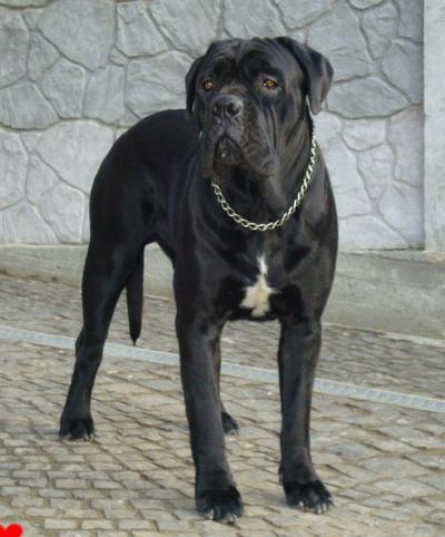 ADRIANO TENERA BESTIA