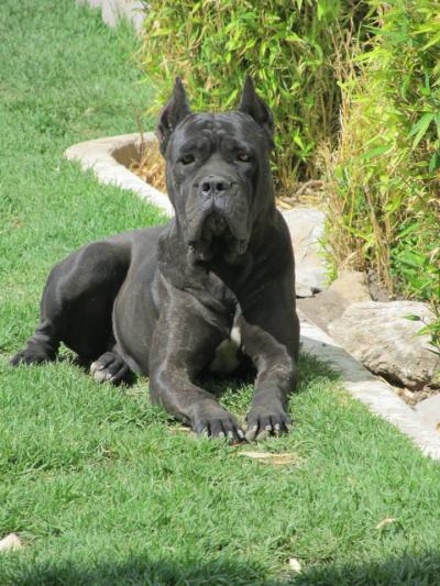 DHARMA (SOBERON)